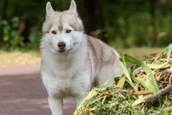 美しいシベリアのハスキー犬が停止し 市内公園での朝の散歩中に写真家に向かって見ています 犬の人気の品種 ペット 晴れた日 — ストック写真