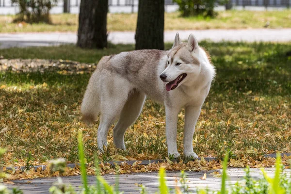 Beau Chien Husky Sibérien Est Arrêté Regarde Vers Photographe Lors — Photo