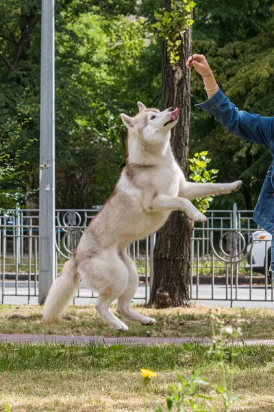 Güzel Bir Sibirya Köpeği Sabah Yürüyüşü Sırasında Şehir Parkında Yükseğe — Stok fotoğraf