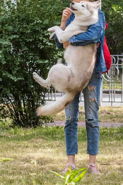 美しいシベリアのハスキー犬は 都市公園での朝の散歩の間に高くジャンプします 犬の人気の品種 ペット 晴れた日 — ストック写真