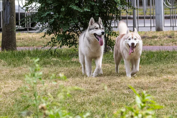 2匹の美しいシベリアのハスキー犬は 都市公園での朝の散歩中に舌を垂らして走ります 犬の人気の品種 ペット 晴れた日 — ストック写真