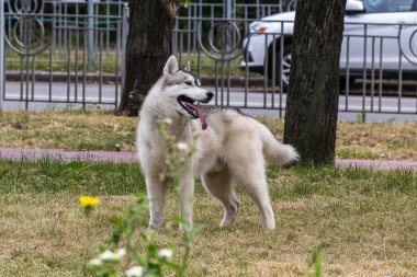 Güzel bir Sibirya Husky köpeği bir sabah parkında durup arkasına baktı. Popüler bir köpek türü. Evcil hayvanlar. Güneşli bir gün. Yakın plan..