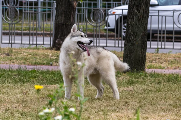 美しいシベリアのハスキー犬が停止し 都市公園での朝の散歩中に振り返っています 犬の人気の品種 ペット 晴れた日 — ストック写真