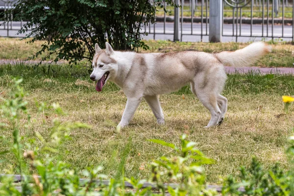 美しいシベリアのハスキー犬は 都市公園での朝の散歩中に実行されます 犬の人気の品種 ペット 晴れた日 — ストック写真