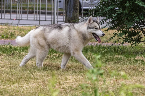 Güzel Bir Sibirya Köpeği Sabah Yürüyüşü Sırasında Şehir Parkında Koşar — Stok fotoğraf