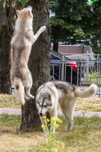 Grande Bellissimo Cane Siberiano Husky Salta Alto Vicino Albero Durante — Foto Stock