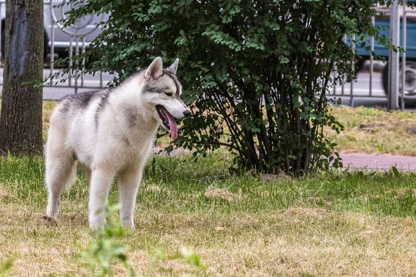 美しいシベリアのハスキー犬は 都市公園での朝の散歩中に停止しています 犬の人気の品種 ペット 晴れた日 — ストック写真