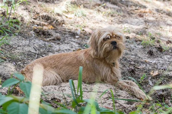 Cão Belga Decorativo Griffon Está Agulhas Pinheiro Caídas Olha Para — Fotografia de Stock