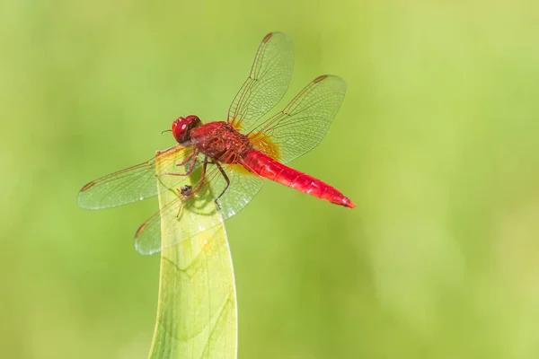 Güzel Parlak Kırmızı Bir Yusufçuk Yeşil Bir Yaprağın Ucunda Oturur — Stok fotoğraf