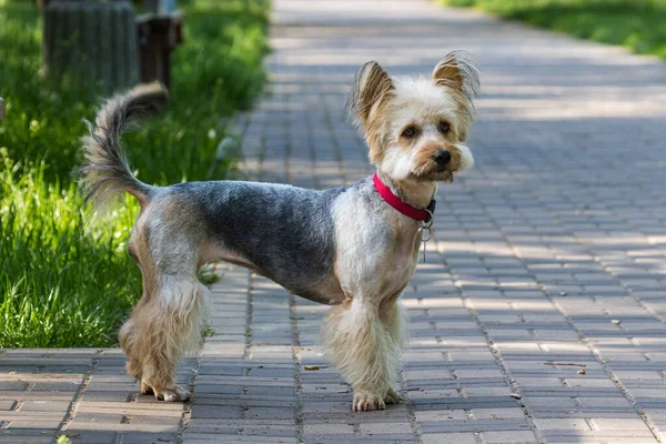 Kırmızı yakalı şirin bir köpek yürür ve fotoğrafçıya bakar. Köpek, evsiz hayvanlar için bir köpek kulübesinden eve getirildi. Evcil hayvanlar. Yakın plan..