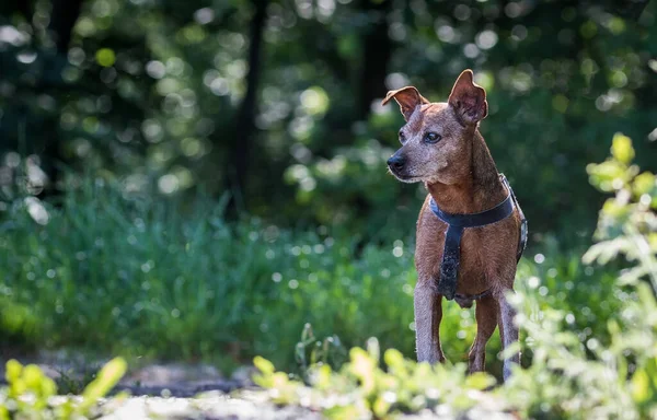 Cão Grande Caminha Área Parque Dia Ensolarado Close Animais Estimação — Fotografia de Stock