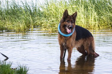 Büyük kahverengi bir çoban köpeği nehirde duruyor ve fotoğrafçıya bakıyor. Güneşli bir gün. Evcil hayvanlar. Arka plan bulanık. Yakın plan.. 
