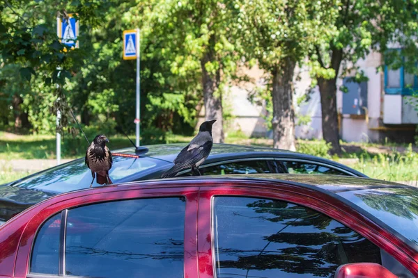 两只乌鸦在一辆红色汽车的车顶上散步 大城市街道上的客车 城市鸟类 — 图库照片