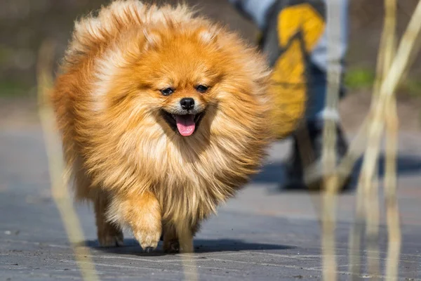 可爱的小红狗在公园里散步 阳光灿烂的日子 模糊的背景 后续行动 — 图库照片