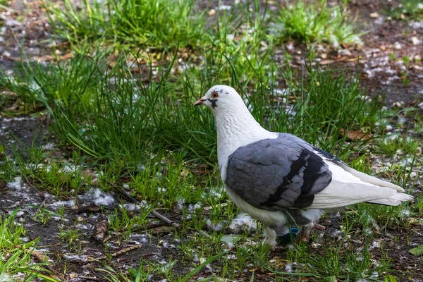 Eine Prächtige Weiße Taube Die Schönheit Der Weißen Tauben Park — Stockfoto
