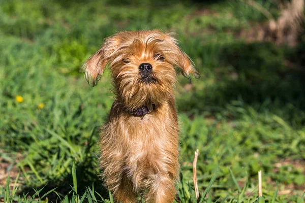 Cão Belga Decorativo Bruxelas Griffon Caminha Parque Animais Estimação Close — Fotografia de Stock