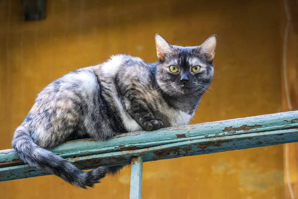 Çok Renkli Güzel Bir Kedi Üçüncü Katın Korkuluklarında Yatıyor Yoldan — Stok fotoğraf