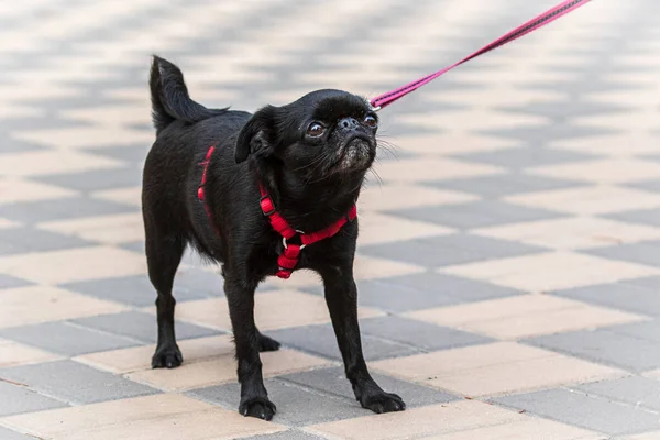 一只戴着红领子的黑色小狗在城市公园里散步 装饰品种 比利时狗格里芬 阳光灿烂的日子 后续行动 — 图库照片