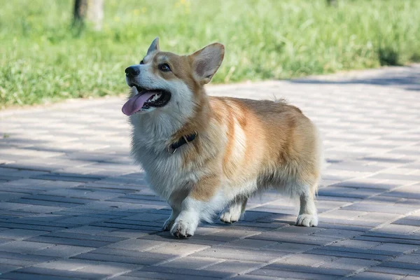 Mignon Chien Pembroke Welsh Corgi Dans Parc Sur Une Promenade — Photo