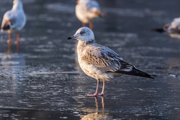 Möwen Einem Wintertag Die Auf Der Gefrorenen Oberfläche Des Flusses — Stockfoto