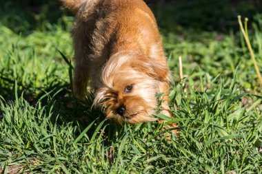 Dekoratif Belçikalı (veya Brüksel) bir köpek Griffon parkta yürüyor. Evcil hayvanlar. Yakın plan..