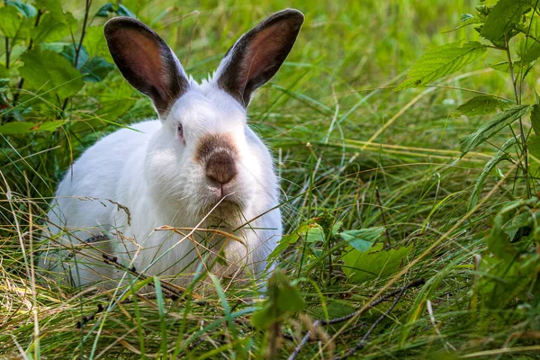 濃い耳の小さな白いウサギが緑の草の上に座っています ペット 自由の身 — ストック写真
