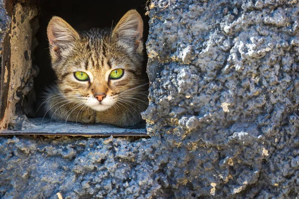 Şirin Bir Kedi Yavrusu Bir Kırsal Evin Dokulu Temellerindeki Küçük — Stok fotoğraf