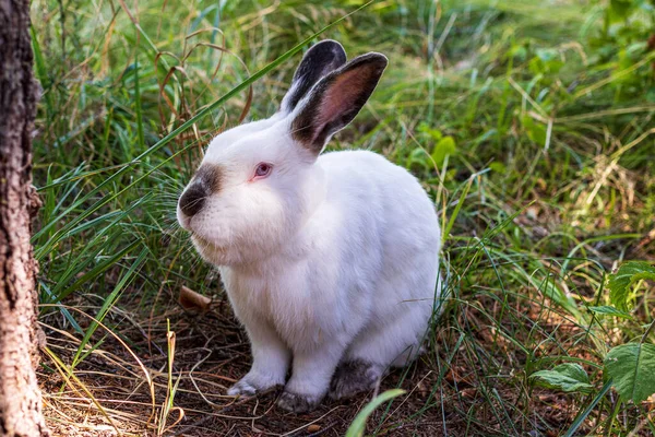 濃い耳の小さな白いウサギが緑の草の上に座っています ペット 自由の身 — ストック写真