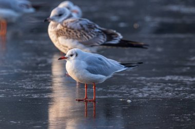 Bir kış günü nehrin donmuş yüzeyinde duran martılar. Soğuk bir kış gününde güneşli bir sabah. Nehirdeki ince buz.