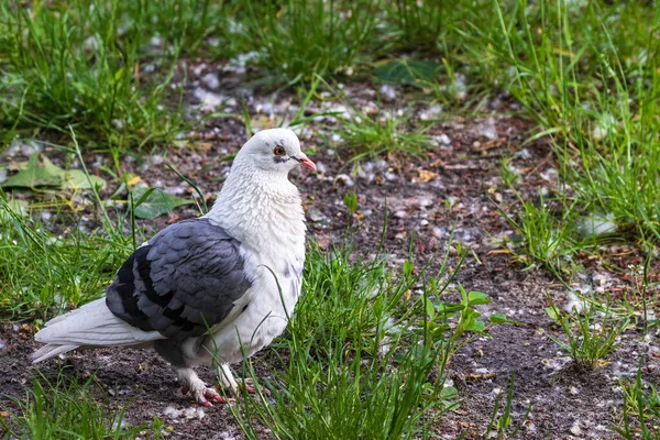 Eine Prächtige Weiße Taube Die Schönheit Der Weißen Tauben Park — Stockfoto