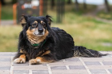 Park alanındaki patikada büyük, şirin, siyah ve kırmızı bir köpek oturuyor. Güneşli bir gün. Evcil hayvan. Arka plan bulanık. Yakın plan..