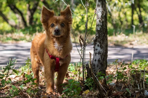 Élénk Vörös Kutya Sétálni Park Területén Aranyos Kisállat Homályos Háttér — Stock Fotó