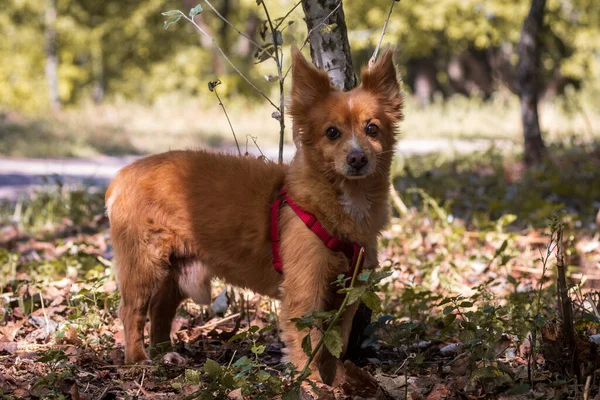 Cão Vermelho Brilhante Para Passeio Área Parque Bonito Animal Estimação — Fotografia de Stock