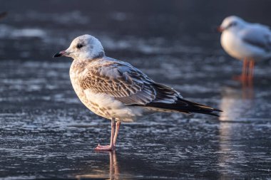 Bir kış günü nehrin donmuş yüzeyinde duran martılar. Soğuk bir kış gününde güneşli bir sabah. Nehirdeki ince buz.