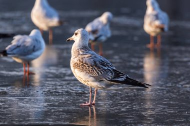 Bir kış günü nehrin donmuş yüzeyinde duran martılar. Soğuk bir kış gününde güneşli bir sabah. Nehirdeki ince buz.