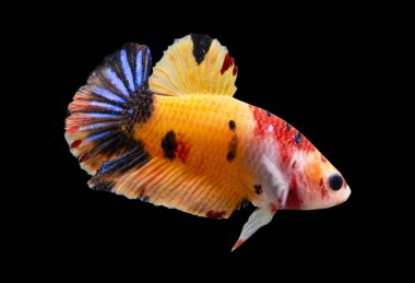Betta Koi Nemo Üssü Sarı Yarıay Plakat HMPK Erkek veya Plakat Savaşçı Balık İhtişamı Siyah Arka planda.