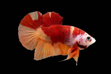 Betta Koi Nemo Yarıayı Plakat HMPK Erkek veya Plakat Savaşçı Balıklar Siyah Arka planda Görkemli.