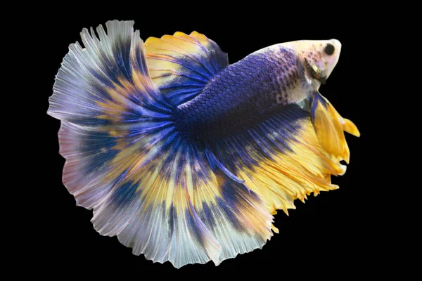 Betta Blue Mustard Butterfly Halfmoon Male Plakat Fighting Fish Splendens — Stock Photo, Image