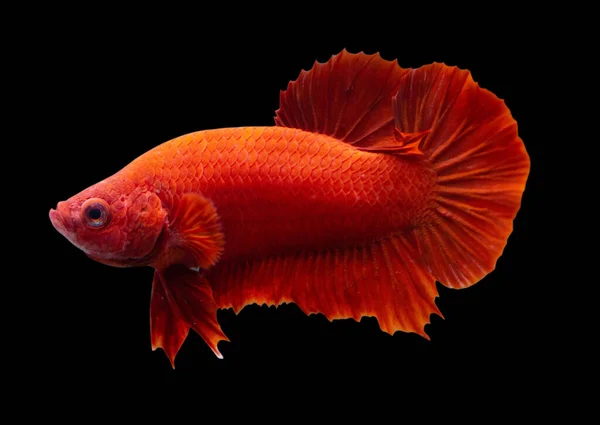 Betta Super Red Halfmoon Plakat Hmpk Male Plakat Fighting Fish — Stok Foto