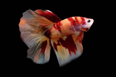 Betta Koi Nemo Yarıayı HM Erkek veya Plakat Dövüşen Balık Kara Arkaplanda Görkemli