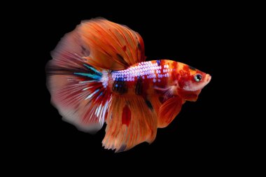 Betta Koi Nemo Şeker Yarıayı HM Erkek veya Plakat Dövüşen Balık Kara Arkaplanda Görkemli