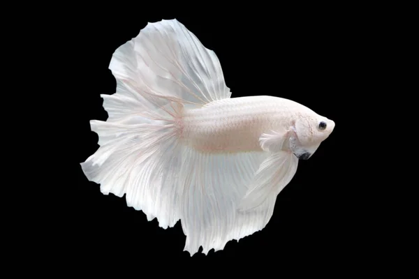 Betta White Plattinum Halfmoon Masculino Plakat Fighting Fish Splendens Fundo — Fotografia de Stock