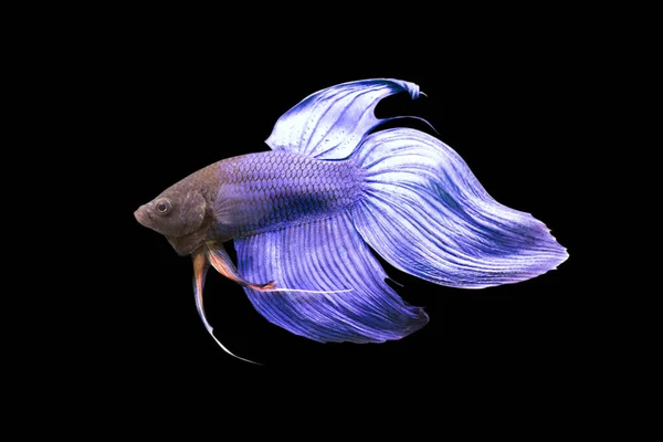 Betta Blue Veiltail Macho Plakat Lucha Contra Los Peces Resplandece — Foto de Stock