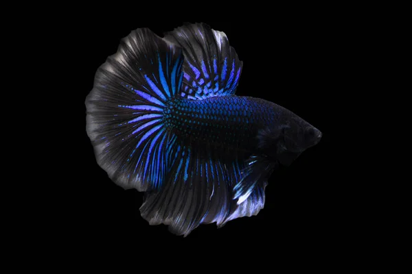 Betta Blue Black Halfmoon Male Plakat Fighting Fish Splendens Black — Stock Photo, Image