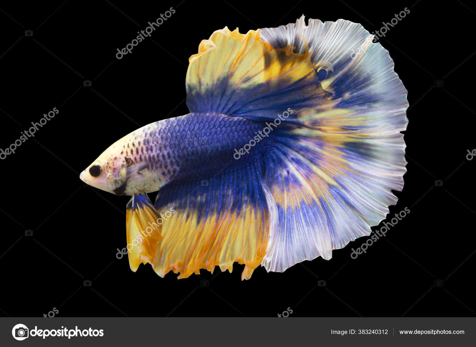 Betta Bule Mustard Butterfly Halfmoon Male Plakat Fighting Fish