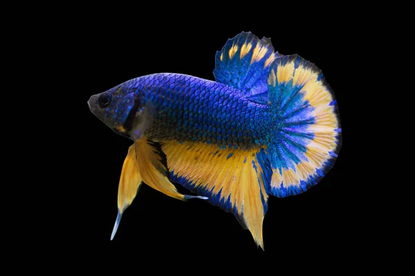 Betta Blue Mustard Halfmoon Plakat Hmpk Male Plakat Fighting Fish — Stock Photo, Image