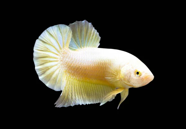 Betta Super Gold Halfmoon Plakat Hmpk Male Plakat Fighting Fish — Stock Photo, Image