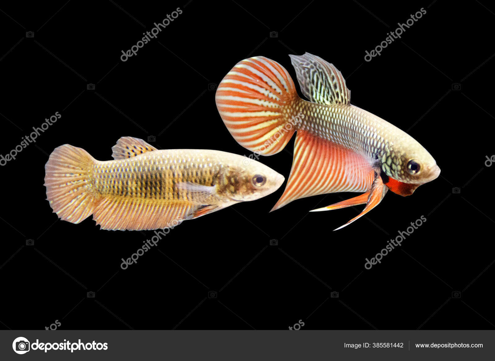 Fancy Copper Red Plakat, Male Betta Fish