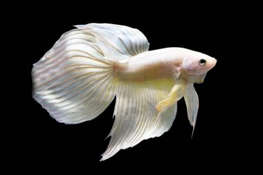 Betta Golden Veiltail VT Erkek veya Plakat Fighting Fish Kara Arkaplanda Splendens.