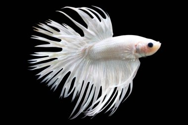 Betta Beyaz Crowntail CTHM Erkek veya Plakat Fighting Fish Kara Arkaplanda Splendens.